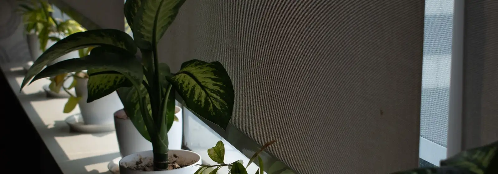 Lamas de una persiana veneciana junto a una planta en el alféizar, vista de una vivienda de Pamplona Lamas de una persiana veneciana junto a una planta en el alféizar, vista de una vivienda de Pamplona